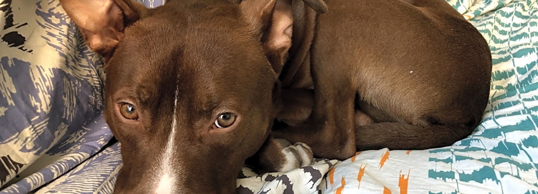 These Chicago-based doggies are up for adoption and in need of a good home