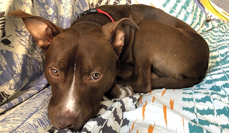 These Chicago-based doggies are up for adoption and in need of a good home