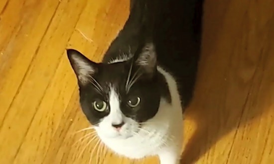 These Cleveland-based felines are up for adoption and in need of a good home