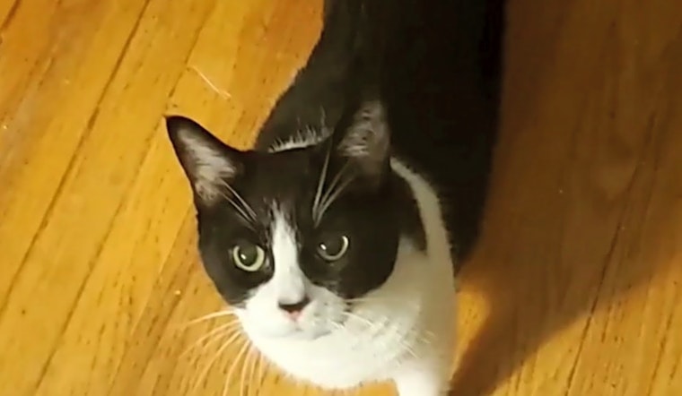 These Cleveland-based felines are up for adoption and in need of a good home