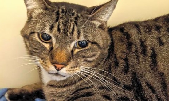 These Jacksonville-based cats are up for adoption and in need of a good home