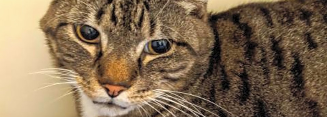 These Jacksonville-based cats are up for adoption and in need of a good home