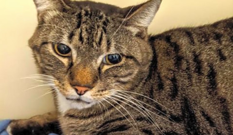 These Jacksonville-based cats are up for adoption and in need of a good home
