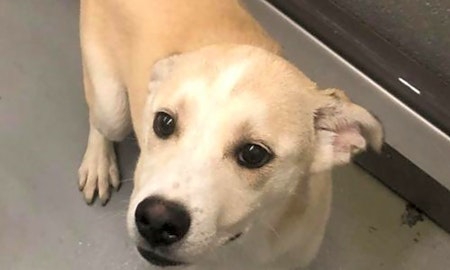 Want to adopt a pet? Here are 3 perfect pups to adopt now in Washington