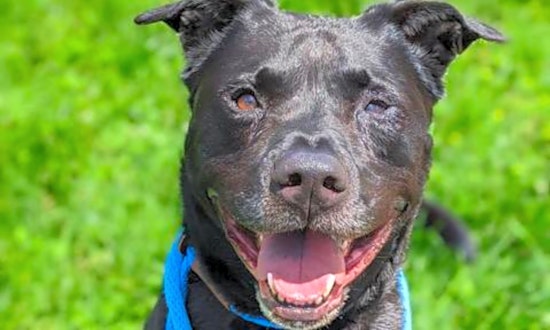 6 delightful doggies to adopt now in St. Louis