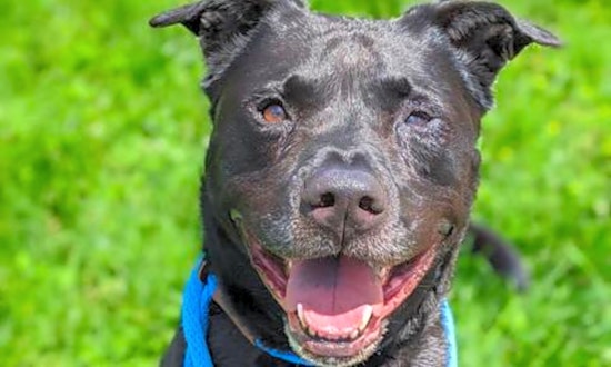 6 delightful doggies to adopt now in St. Louis
