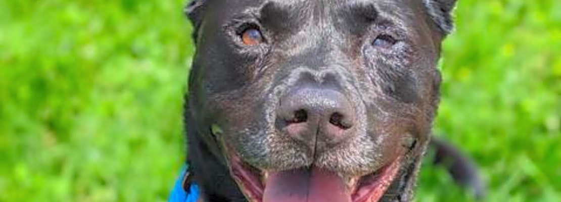 6 delightful doggies to adopt now in St. Louis