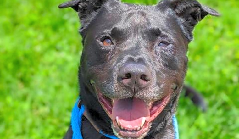 6 delightful doggies to adopt now in St. Louis
