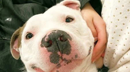 4 lovable pups to adopt now in Detroit