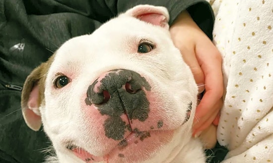 4 lovable pups to adopt now in Detroit
