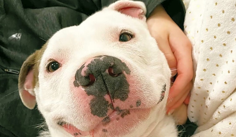 4 lovable pups to adopt now in Detroit