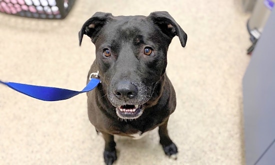 These Houston-based canines are up for adoption and in need of a good home