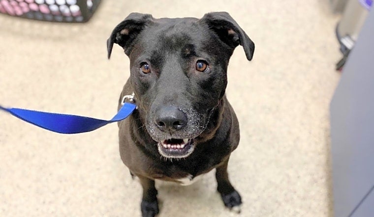 These Houston-based canines are up for adoption and in need of a good home