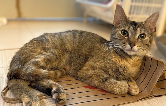 Looking to adopt a pet? Here are 6 charming cats to adopt now in Baltimore