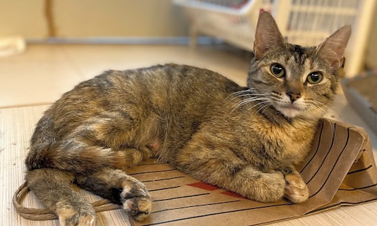 Looking to adopt a pet? Here are 6 charming cats to adopt now in Baltimore