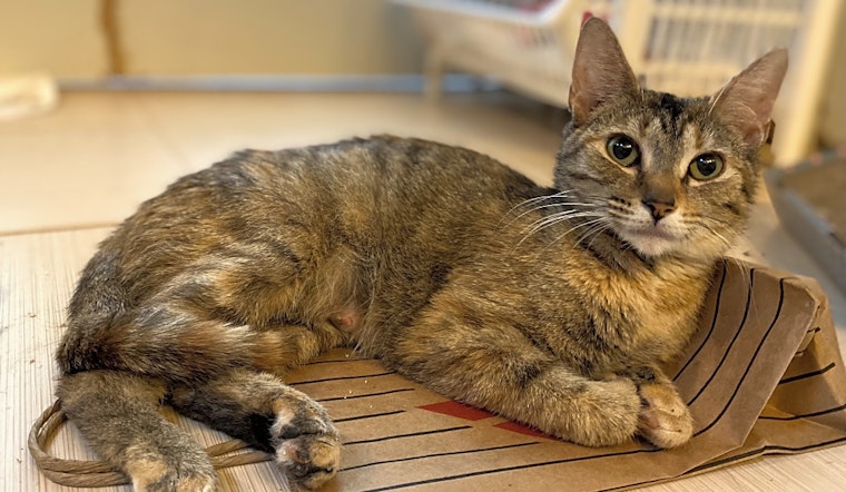 Looking to adopt a pet? Here are 6 charming cats to adopt now in Baltimore