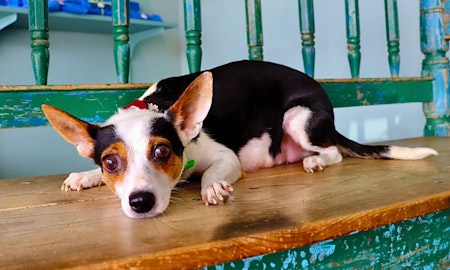 Want to adopt a pet? Here are 7 lovable pups to adopt now in San Antonio