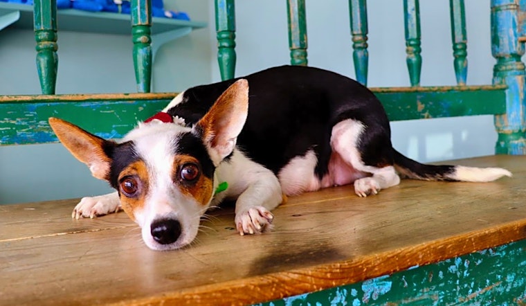 Want to adopt a pet? Here are 7 lovable pups to adopt now in San Antonio