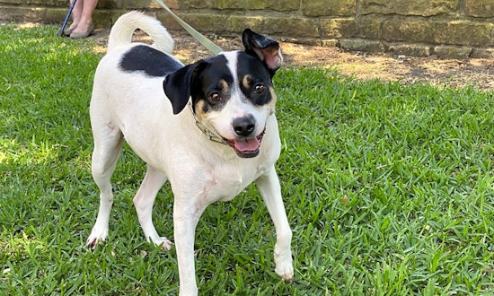 Always wanted a pet? Here are 6 delightful dogs ready to adopt now in Dallas