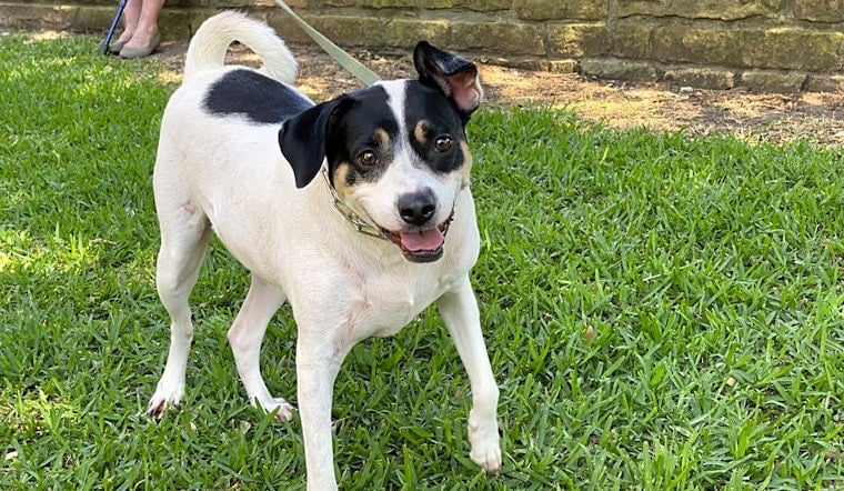 Always wanted a pet? Here are 6 delightful dogs ready to adopt now in Dallas