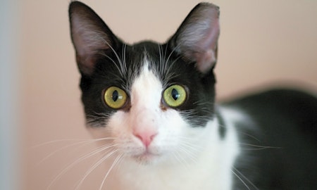 Looking to adopt a pet? Here are 4 cool kitties to adopt now in Jersey City
