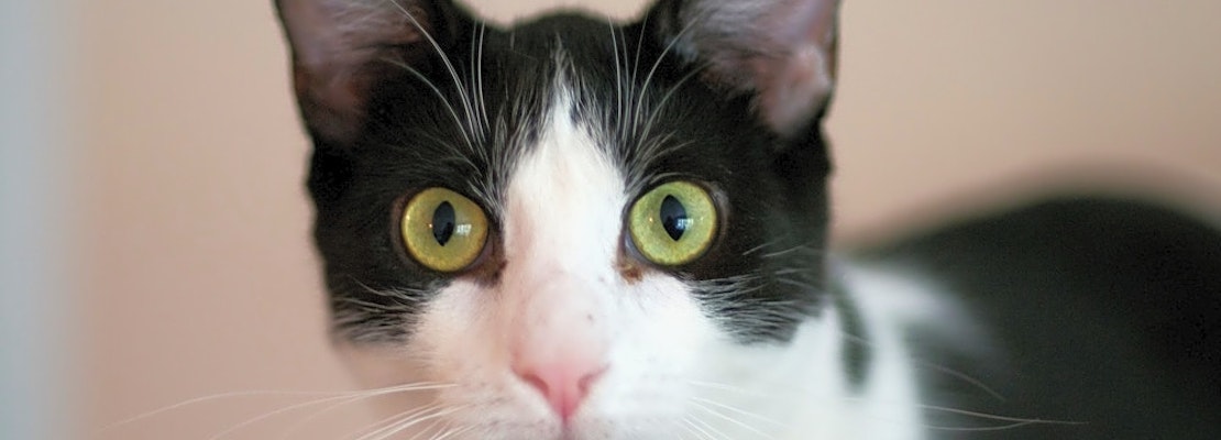 Looking to adopt a pet? Here are 4 cool kitties to adopt now in Jersey City