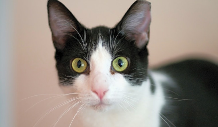 Looking to adopt a pet? Here are 4 cool kitties to adopt now in Jersey City