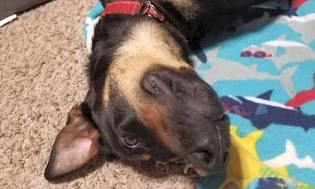 7 cuddly canines to adopt now in Minneapolis