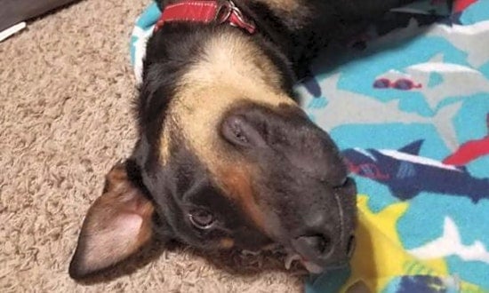 7 cuddly canines to adopt now in Minneapolis