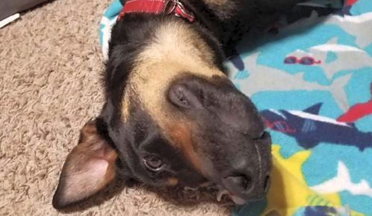 7 cuddly canines to adopt now in Minneapolis