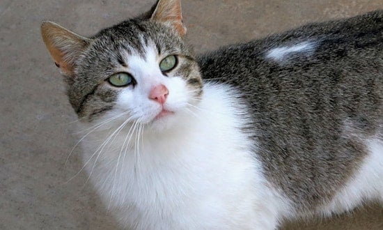 3 furry felines to adopt now in Pittsburgh