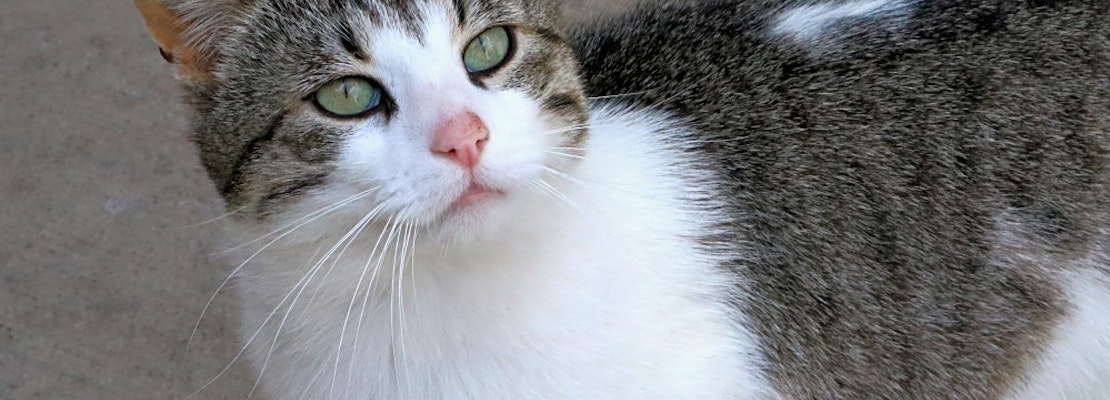 3 furry felines to adopt now in Pittsburgh