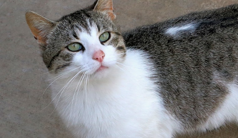 3 furry felines to adopt now in Pittsburgh