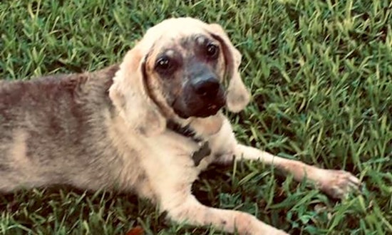 These Austin-based dogs are up for adoption and in need of a good home
