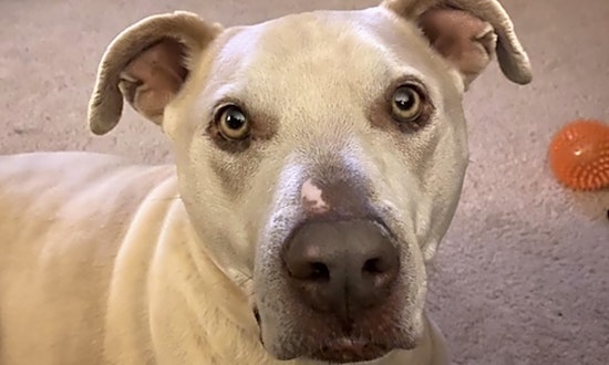 7 cuddly canines to adopt now in Denver