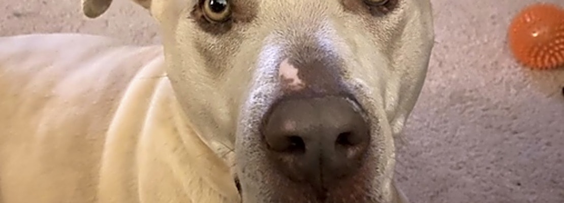 7 cuddly canines to adopt now in Denver