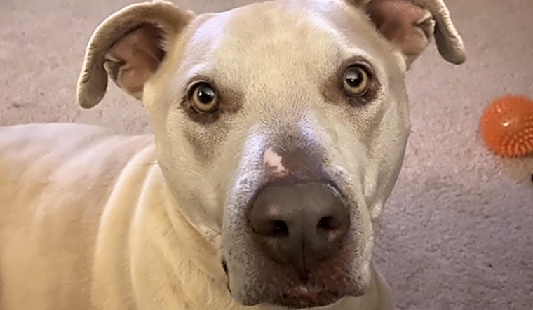 7 cuddly canines to adopt now in Denver