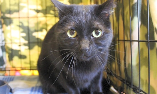 Want to adopt a pet? Here are 6 cool kitties to adopt now in Las Vegas