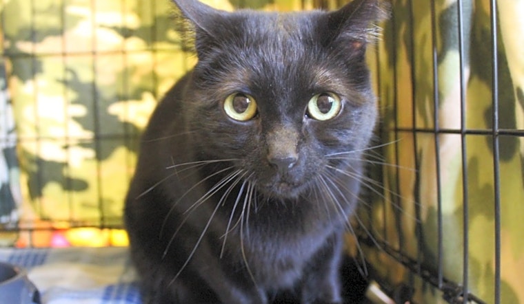 Want to adopt a pet? Here are 6 cool kitties to adopt now in Las Vegas