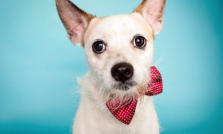 Want to adopt a pet? Here are 6 delightful doggies to adopt now in Phoenix