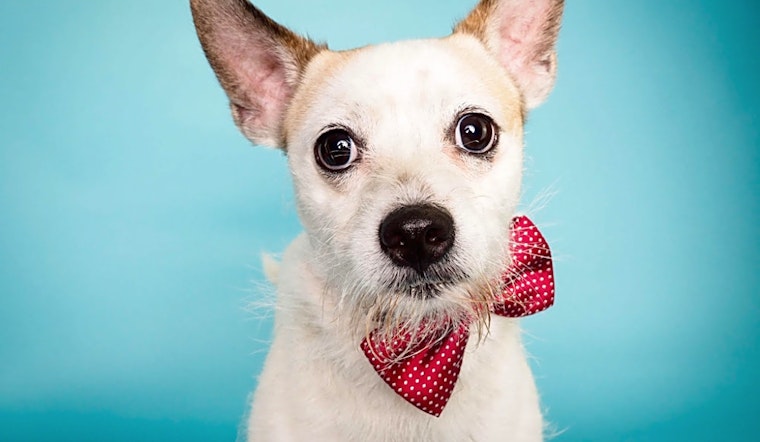 Want to adopt a pet? Here are 6 delightful doggies to adopt now in Phoenix