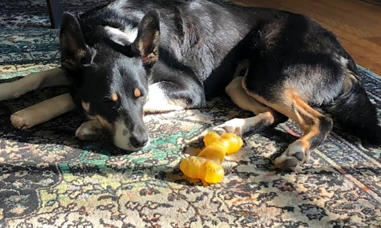 These Los Angeles-based doggies are up for adoption and in need of a good home