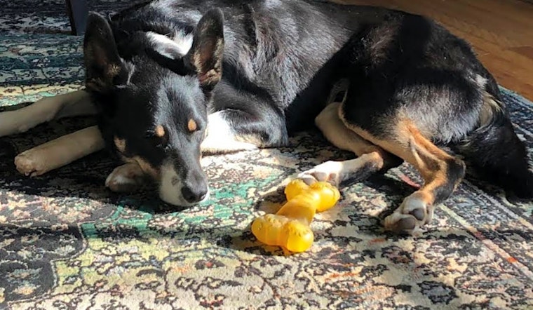 These Los Angeles-based doggies are up for adoption and in need of a good home