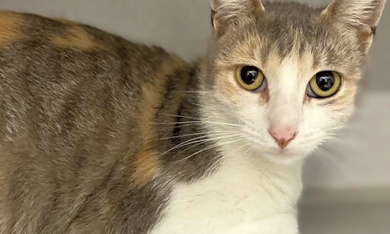 These Long Beach-based cats are up for adoption