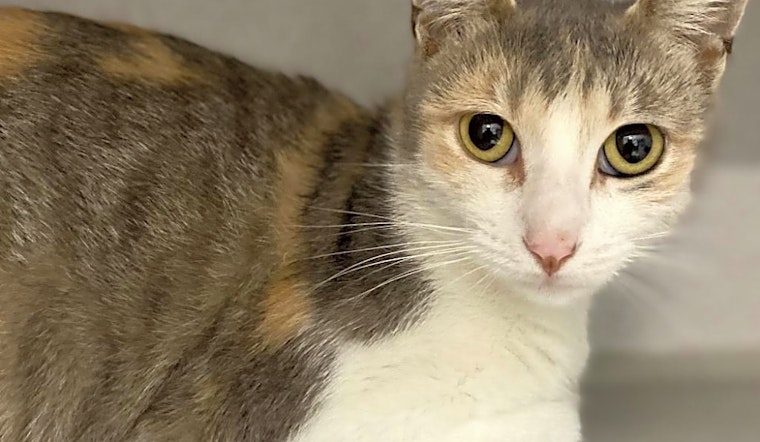 These Long Beach-based cats are up for adoption