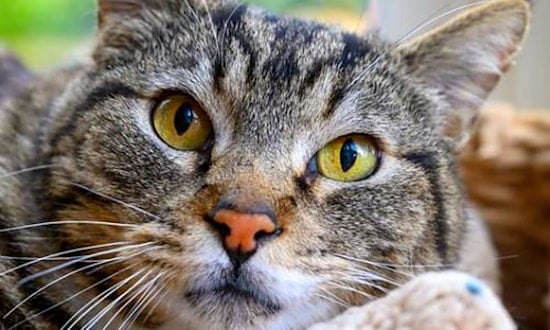 6 cool kitties to adopt now in Oakland