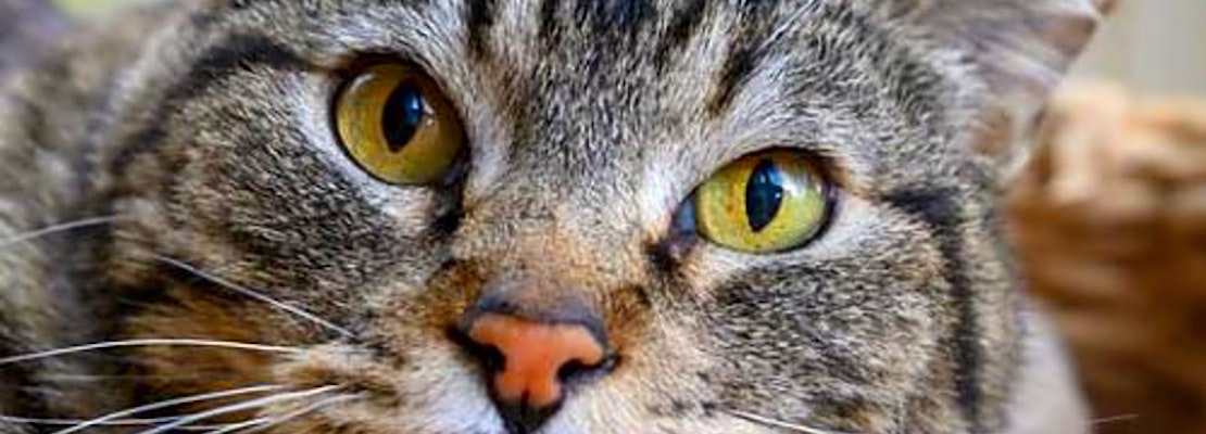 6 cool kitties to adopt now in Oakland