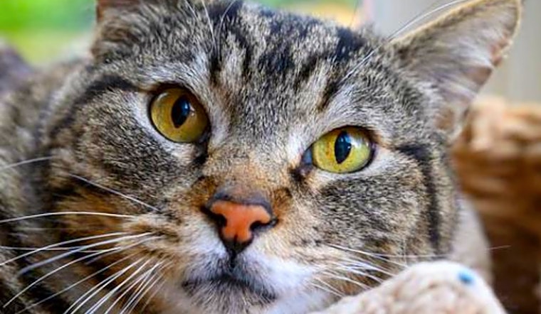 6 cool kitties to adopt now in Oakland
