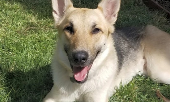 Want to adopt a pet? Here are 6 delightful doggies to adopt now in San Jose