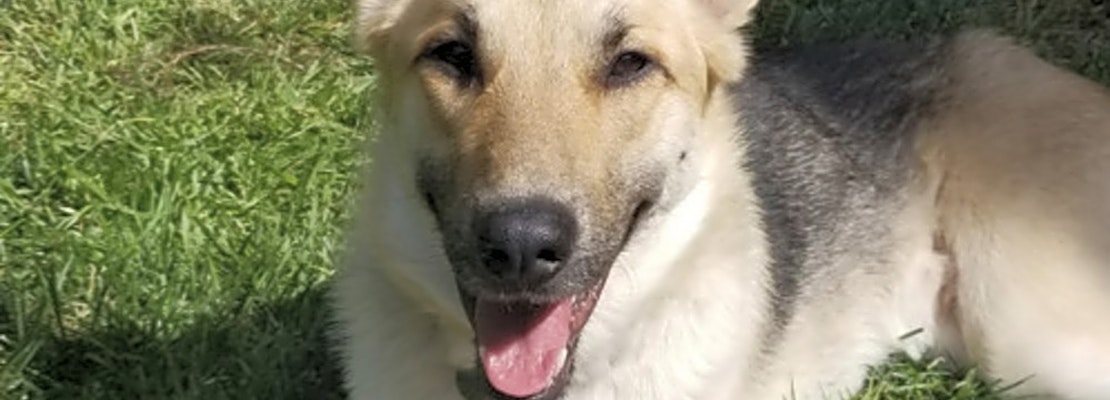 Want to adopt a pet? Here are 6 delightful doggies to adopt now in San Jose